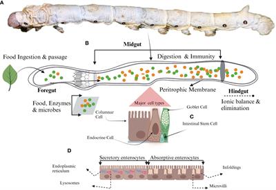 Insights into midgut cell types and their crucial role in antiviral immunity in the lepidopteran model Bombyx mori